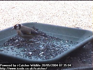 Picture of a goldfinch, taken with the iCatcher Digital CCTV software