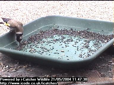 Picture of a goldfinch, taken with the iCatcher Digital CCTV software