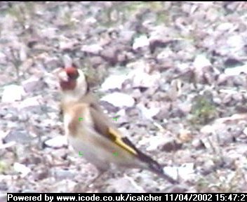 Picture of a goldfinch, taken with the iCatcher Digital CCTV software