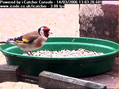 Picture of a goldfinch, taken with the iCatcher Digital CCTV software