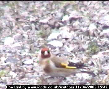 Picture of a goldfinch, taken with the iCatcher Digital CCTV software