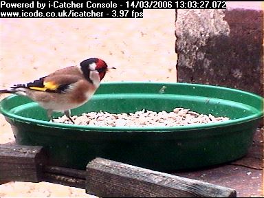 Picture of a goldfinch, taken with the iCatcher Digital CCTV software