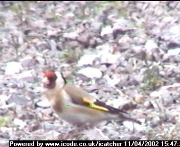 Picture of a goldfinch, taken with the iCatcher Digital CCTV software