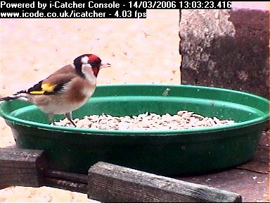 Picture of a goldfinch, taken with the iCatcher Digital CCTV software