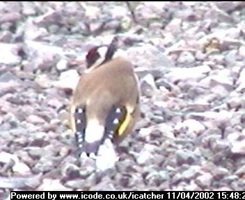 Picture of a goldfinch, taken with the iCatcher Digital CCTV software