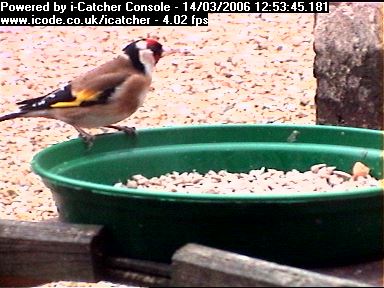 Picture of a goldfinch, taken with the iCatcher Digital CCTV software