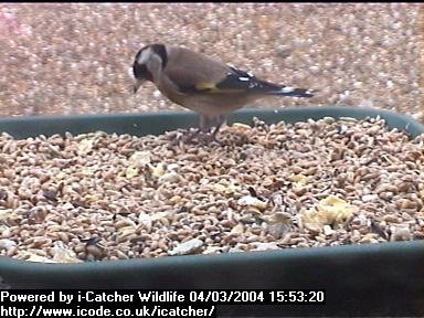 Picture of a goldfinch, taken with the iCatcher Digital CCTV software