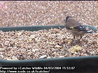 Picture of a goldfinch, taken with the iCatcher Digital CCTV software