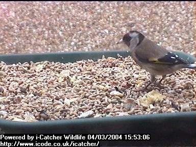 Picture of a goldfinch, taken with the iCatcher Digital CCTV software