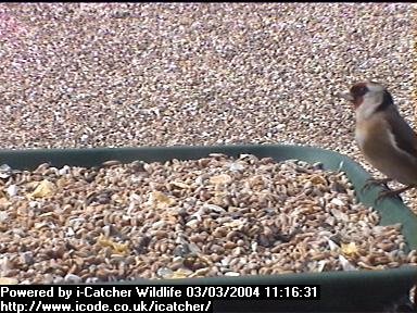 Picture of a goldfinch, taken with the iCatcher Digital CCTV software