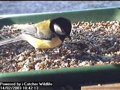 Picture of a great tit, taken with the iCatcher Digital CCTV software