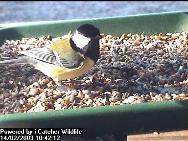 Picture of a great tit, taken with the iCatcher Digital CCTV software