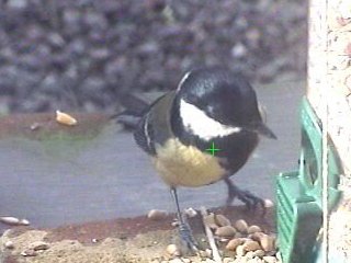 Picture of a great tit, taken with the iCatcher Digital CCTV software