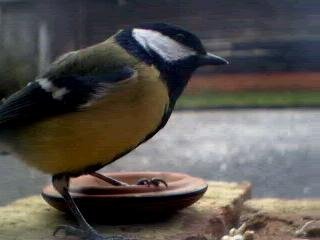 Picture of a great tit, taken with the iCatcher Digital CCTV software