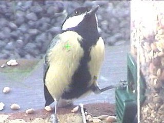 Picture of a great tit, taken with the iCatcher Digital CCTV software