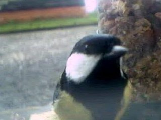 Picture of a great tit, taken with the iCatcher Digital CCTV software