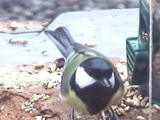 Picture of a great tit, taken with the iCatcher Digital CCTV software