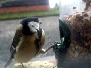 Picture of a great tit, taken with the iCatcher Digital CCTV software