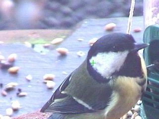 Picture of a great tit, taken with the iCatcher Digital CCTV software