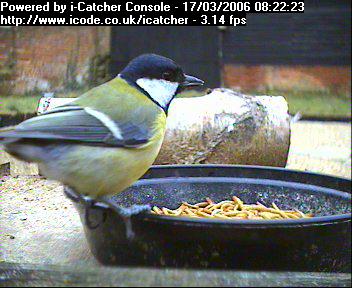 Picture of a great tit, taken with the iCatcher Digital CCTV software