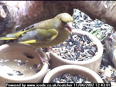 Picture of a greenfinch, taken with the iCatcher Digital CCTV software