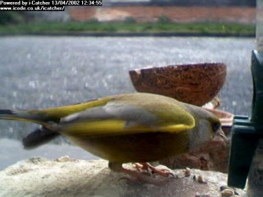 Picture of a greenfinch, taken with the iCatcher Digital CCTV software