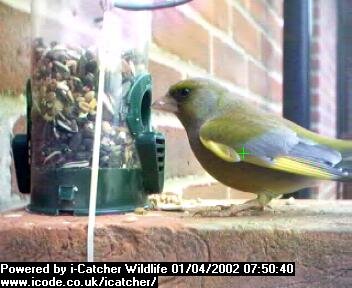 Picture of a greenfinch, taken with the iCatcher Digital CCTV software