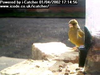 Picture of a greenfinch, taken with the iCatcher Digital CCTV software