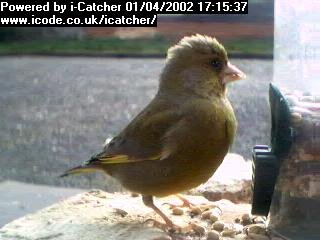 Picture of a greenfinch, taken with the iCatcher Digital CCTV software