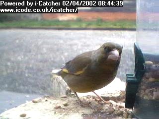 Picture of a greenfinch, taken with the iCatcher Digital CCTV software