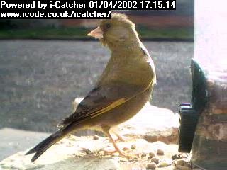 Picture of a greenfinch, taken with the iCatcher Digital CCTV software