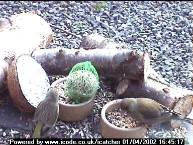 Picture of a greenfinch, taken with the iCatcher Digital CCTV software