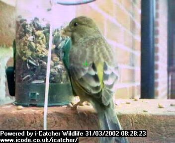 Picture of a greenfinch, taken with the iCatcher Digital CCTV software