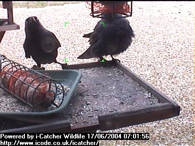 Picture of a jackdaw, taken with the iCatcher Digital CCTV software