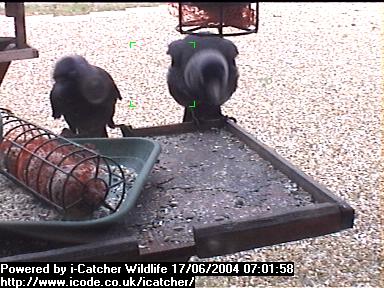 Picture of a jackdaw, taken with the iCatcher Digital CCTV software