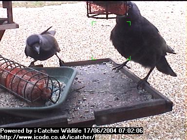 Picture of a jackdaw, taken with the iCatcher Digital CCTV software