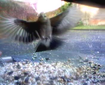 Picture of a jay, taken with the iCatcher Digital CCTV software