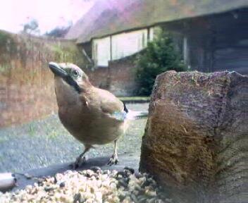 Picture of a jay, taken with the iCatcher Digital CCTV software