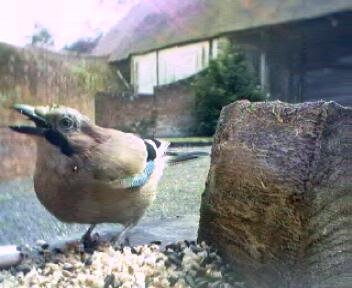 Picture of a jay, taken with the iCatcher Digital CCTV software