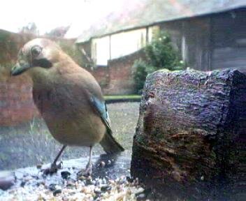 Picture of a jay, taken with the iCatcher Digital CCTV software