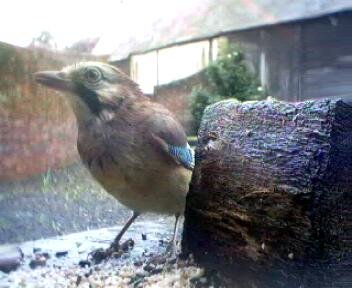 Picture of a jay, taken with the iCatcher Digital CCTV software