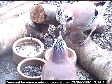 Picture of a jay, taken with the iCatcher Digital CCTV software