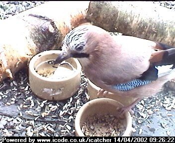 Picture of a jay, taken with the iCatcher Digital CCTV software