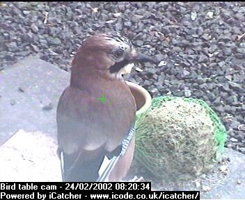 Picture of a jay, taken with the iCatcher Digital CCTV software