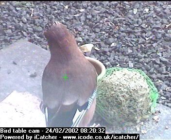 Picture of a jay, taken with the iCatcher Digital CCTV software