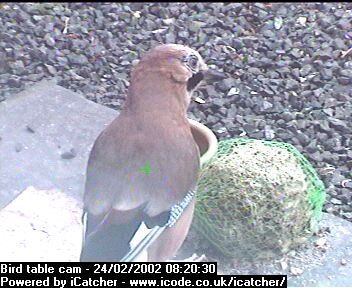 Picture of a jay, taken with the iCatcher Digital CCTV software