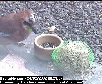 Picture of a jay, taken with the iCatcher Digital CCTV software