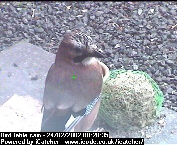 Picture of a jay, taken with the iCatcher Digital CCTV software