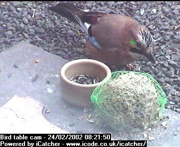 Picture of a jay, taken with the iCatcher Digital CCTV software