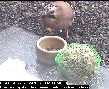 Picture of a jay, taken with the iCatcher Digital CCTV software